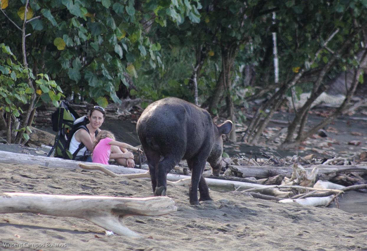 Tapirus Playa Lejlighed Drakes Bay Eksteriør billede