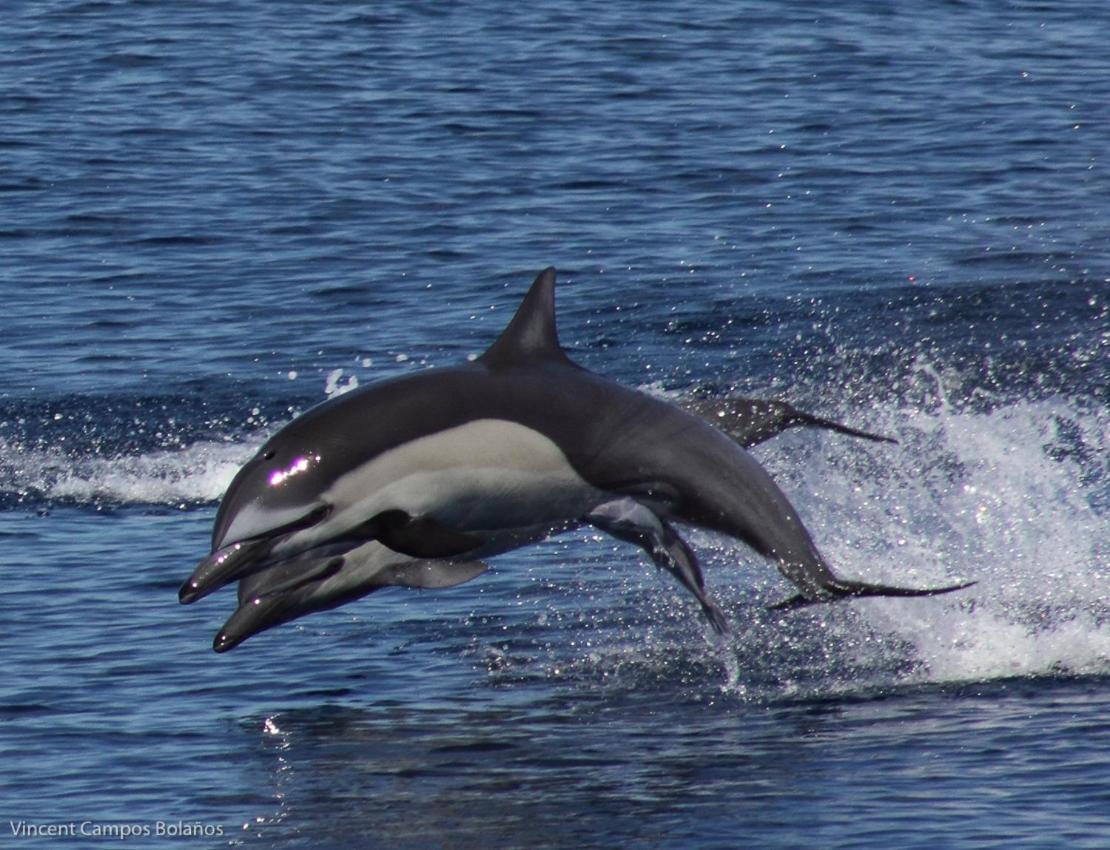 Tapirus Playa Lejlighed Drakes Bay Eksteriør billede